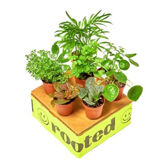 Rooted®  Baby Furry Friends Box