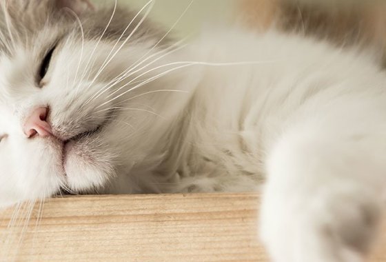 Best Calming Products for Cats