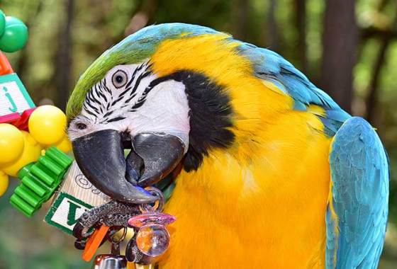 Best Bird Toys