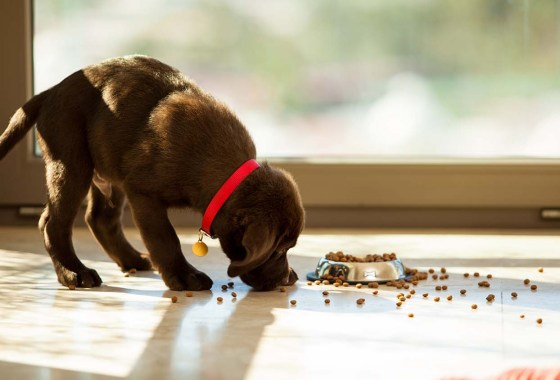 Best Puppy Food