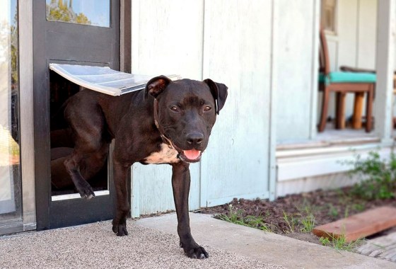 Best Sliding Glass Doggy Door