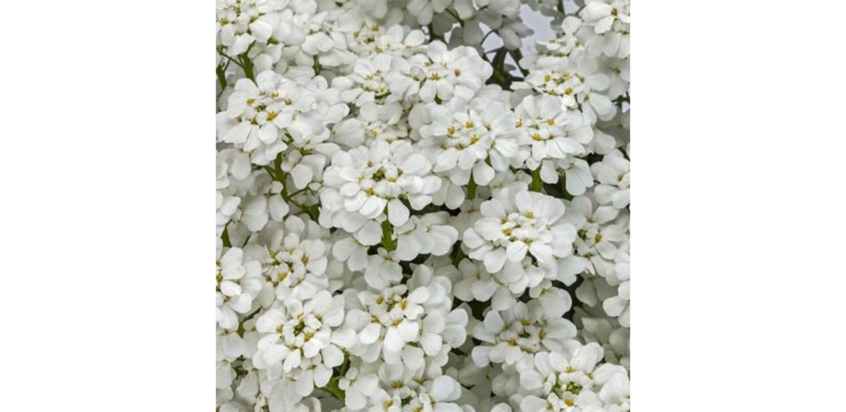 White Candytuft Snow Cone Starter Plant White Flowers