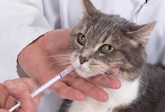 Best Cat Skin & Coat Medications
