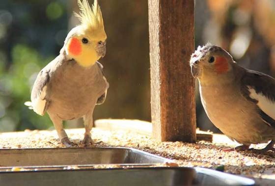 Best Cockatiel & Cockatoo Food