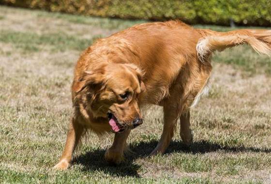 Best Fetch Toys for Dogs
