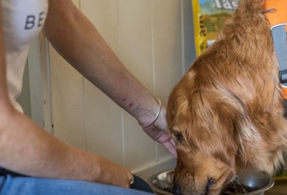 Best Senior Dog Food