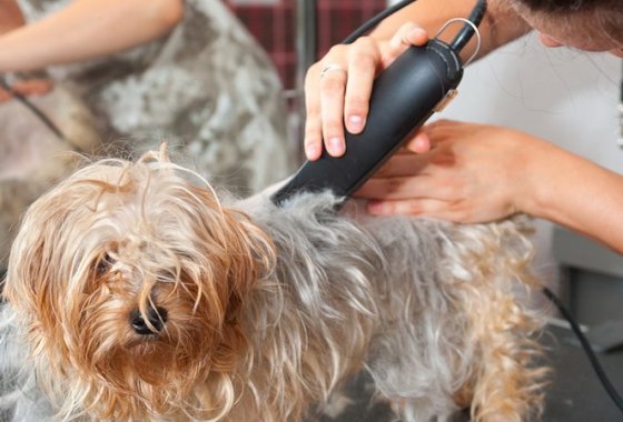 Best Dog Clippers