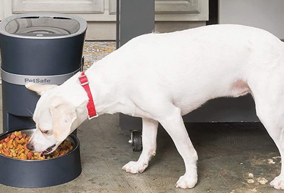 Best Automatic Dog Feeders