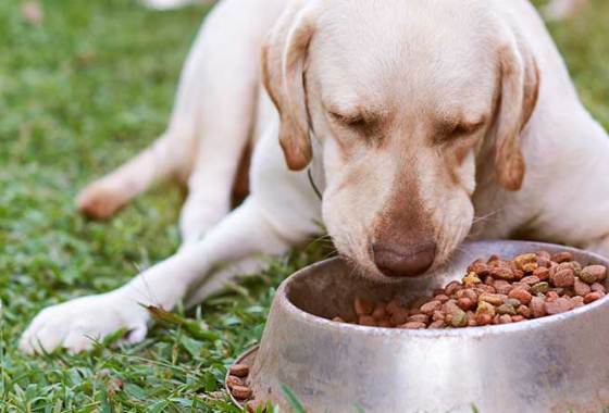 Best Dog Food Toppers