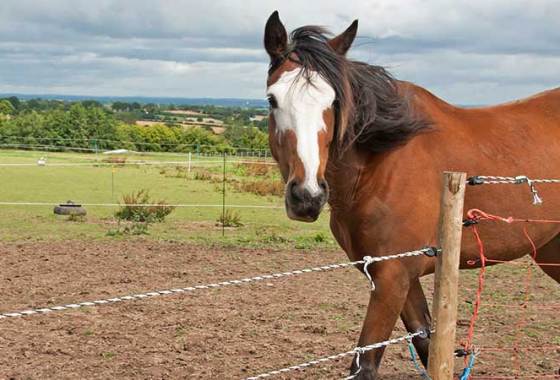 Best Electric Fence Chargers