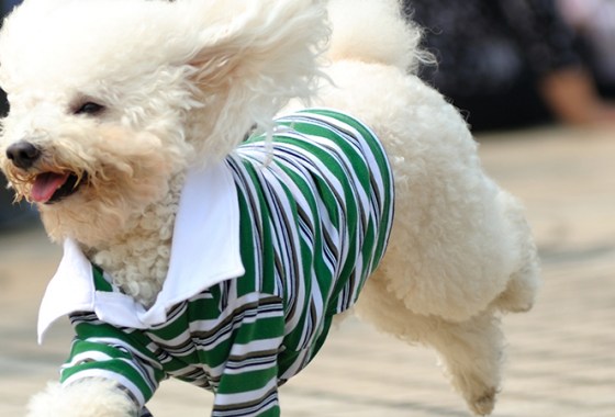 Best Shirts for Dogs