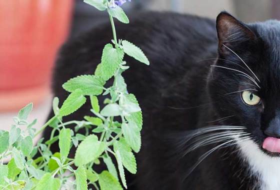 Best Kidney Health Supplements for Cats