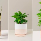 Low-light houseplants to brighten up your winter space