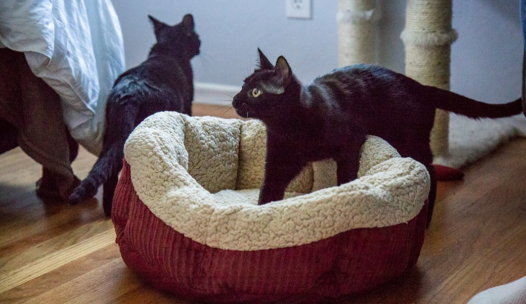 5 Best Cat Beds Apr. 2021 BestReviews