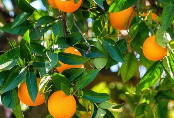 Plant a healthy garden with these best fruit seeds