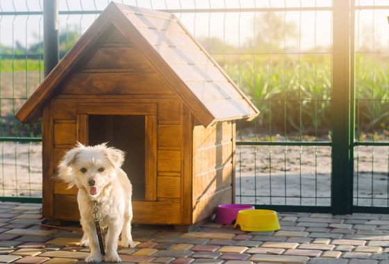 The best wooden dog house