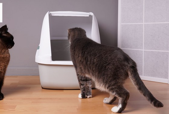 Best cat litter for multiple cats