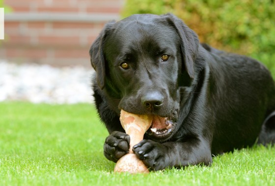 Best gifts for dogs that love bones