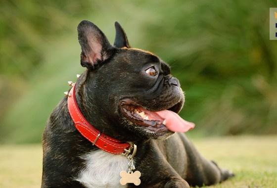 Best no-pull dog collar