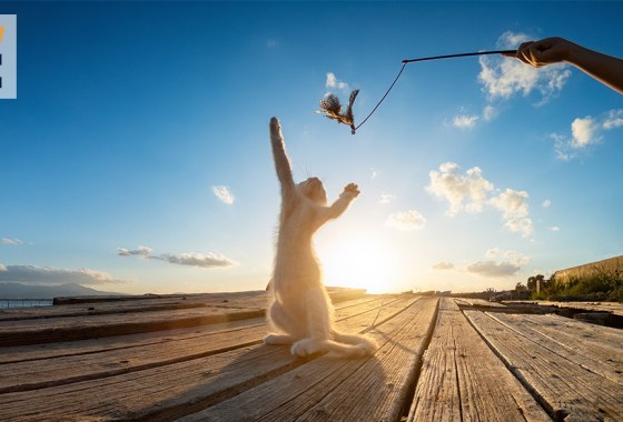 Best kitten toys