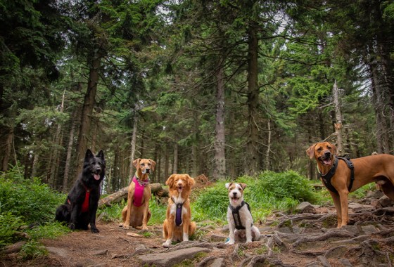 Best dog harness for hiking