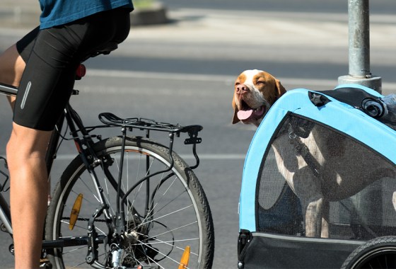 Dog bicycle trailers vs. dog bicycle carriers