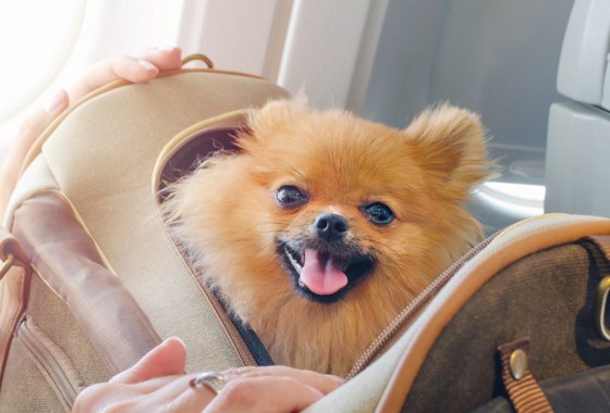 How to fly with a dog