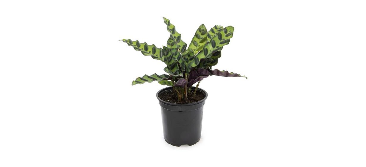 Best Plants for Pets Calathea Plant
