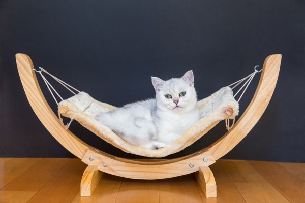 cat hammock3