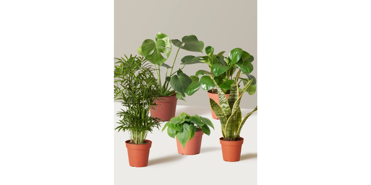 The Favorite 5 Bundle