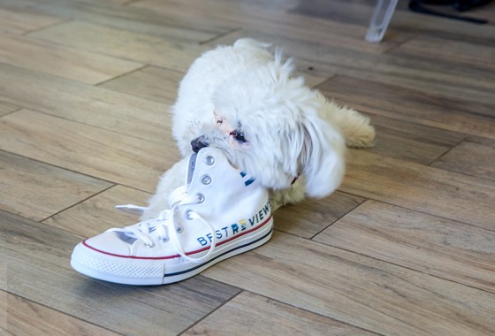 How to stop a puppy from biting
