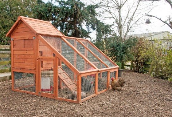 High egg prices have you dreaming of a chicken coop? Here's what you need to get started