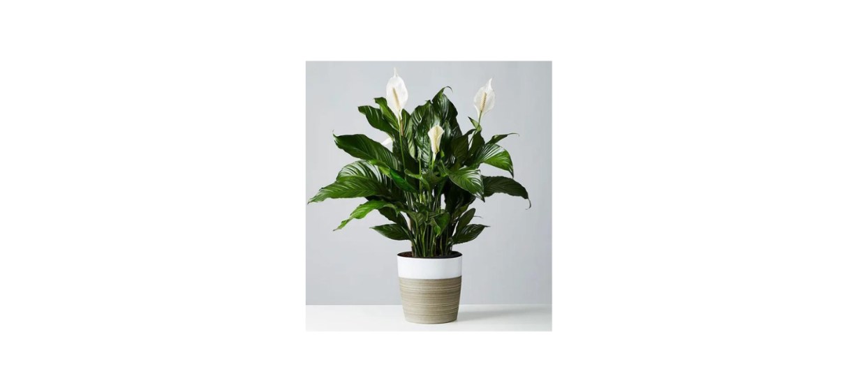 Calming Peace Lily Plant