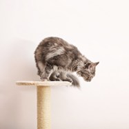 cat tree2