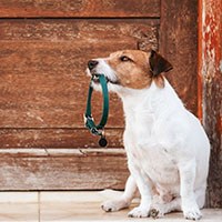 personalized dog collars