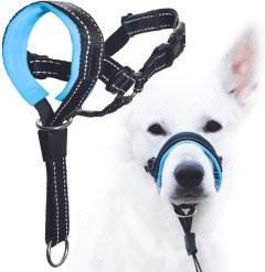 GoodBoy Dog Head Halter with Safety Strap